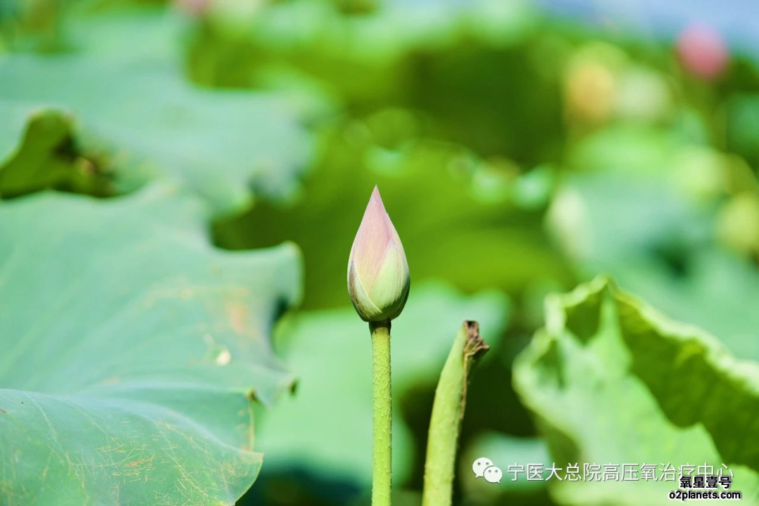 高压氧治疗难治性骨髓炎