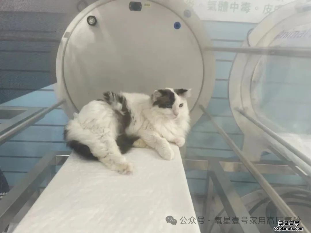新庄珍宝动物医院宝如意家用高压氧舱