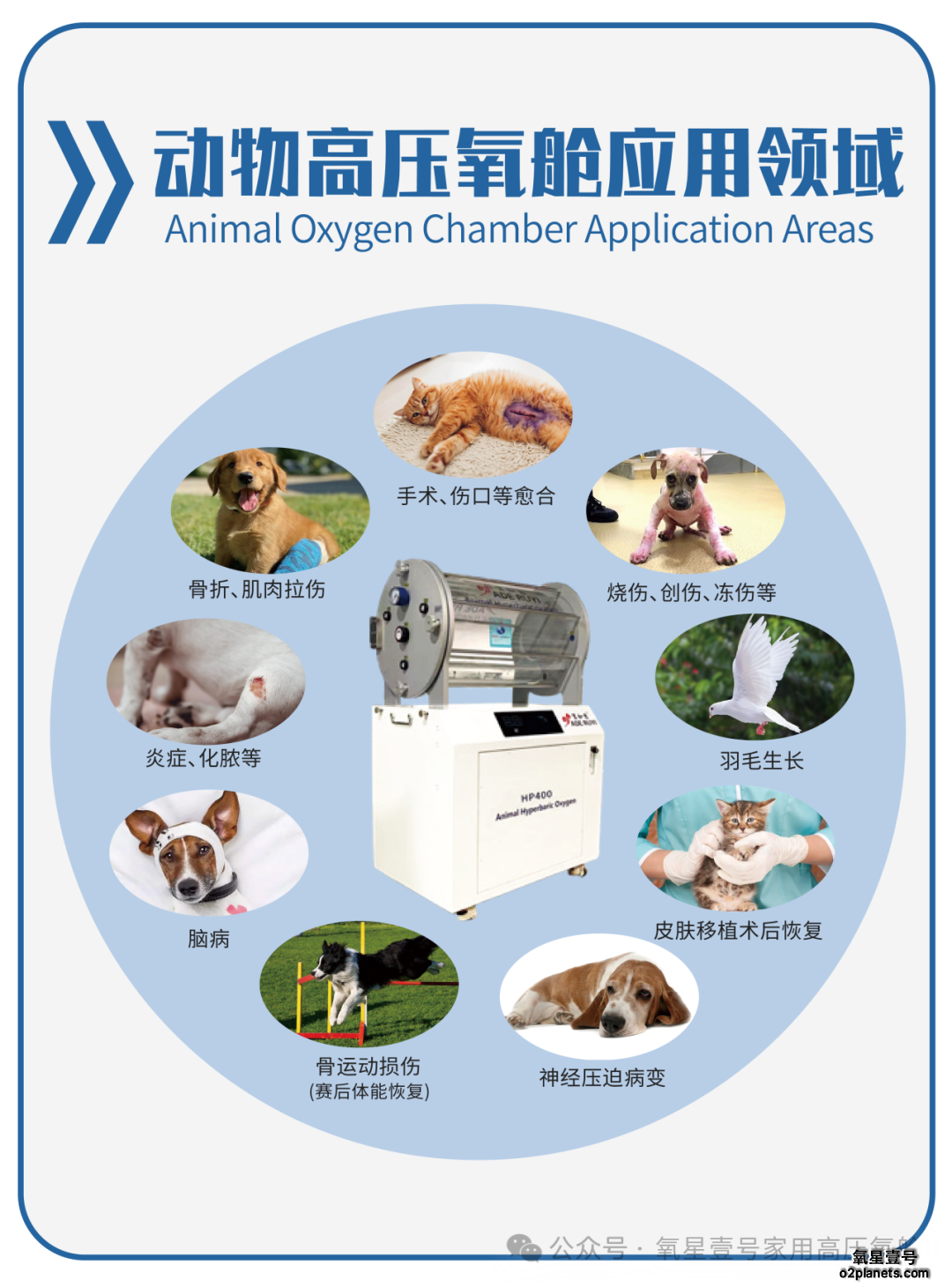 动物高压氧舱应用领域