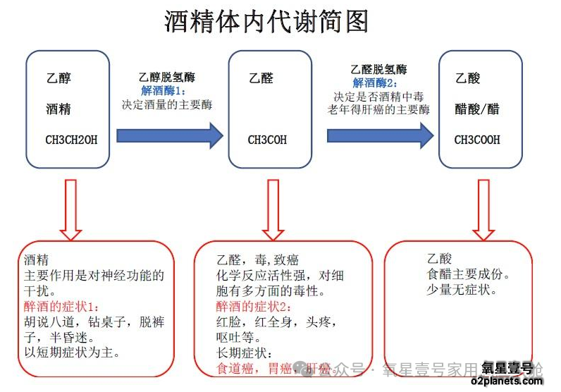 酒精体内代谢简图