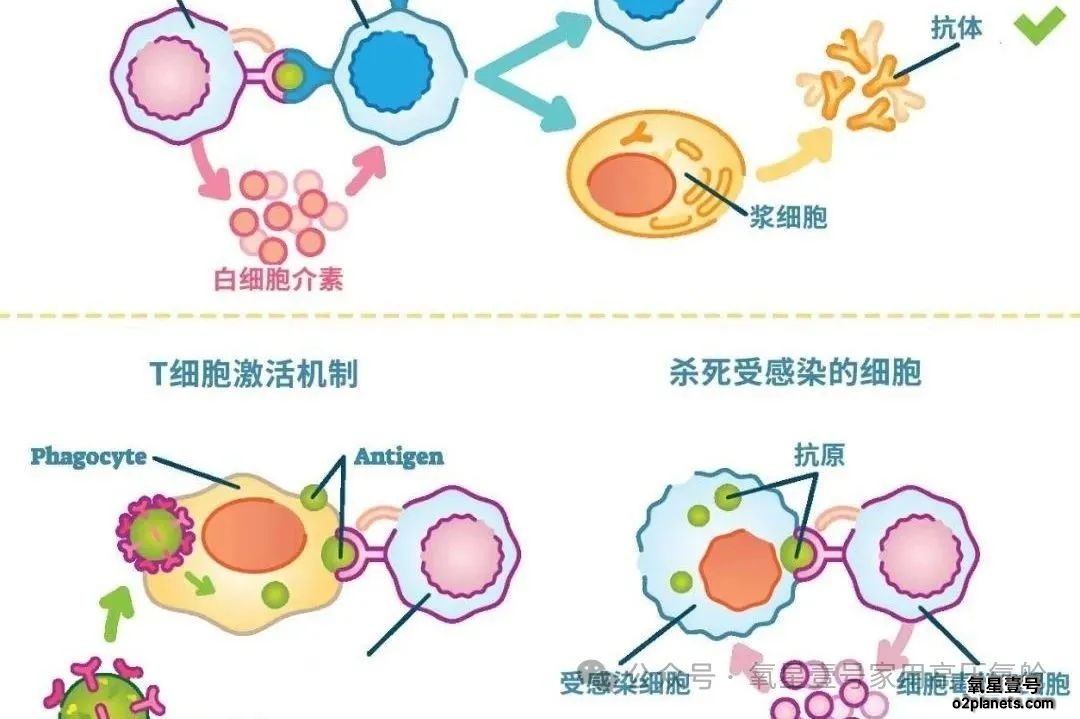 后疫情时代的健康新选择：高压氧如何成为你的“免疫盔甲”?